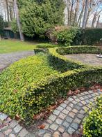 Ilex Crenata / Japanse Hulst - volgroeid - gratis, Tuin en Terras, Ophalen, Hulst, Haag, 250 cm of meer