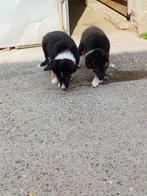 Border collie pups, België, Fokker | Hobbymatig, Reu, CDV (hondenziekte)
