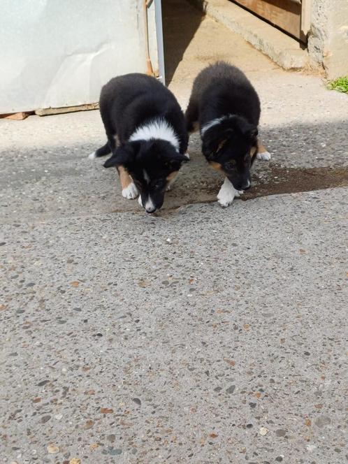 Border collie pups, Dieren en Toebehoren, Honden | Herdershonden en Veedrijvers, Reu, Collie, Fokker | Hobbymatig, Meerdere, België
