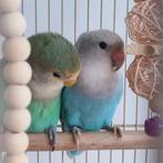 Dwergpapegaaienpaar met hun kooi en accessoires, Dieren en Toebehoren, Vogels | Parkieten en Papegaaien, Meerdere dieren, Dwergpapegaai of Agapornis