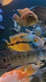 Zuidamerikaanse cichliden, Poisson, Poisson d'eau douce, Banc de poissons