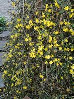 Jasmin d'hiver, jeune plante, grimpant, vivace., Enlèvement ou Envoi, Hiver