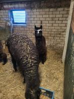 Alpacas, Dieren en Toebehoren, April, Vrouwelijk