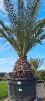 Palmboom Phoenix Canariensis - dadelpalm, Ophalen, Palmboom