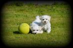 Chiots Bichon maltais, Animaux & Accessoires, Chiens | Chihuahuas & Chiens de compagnie, Bichon maltais, Plusieurs, Parvovirose