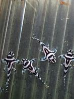 L46, Dieren en Toebehoren, Vis, Zoetwatervis, Schoolvis