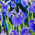 paarse iris, Tuin en Terras, Planten | Tuinplanten, Ophalen