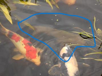 koi beschikbaar voor biedingen