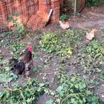 Sierkippen (Chabo, Ayam Cemani & kruising), Dieren en Toebehoren, Pluimvee, Vrouwelijk, Kip