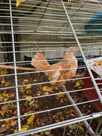 Sebright haantje, Dieren en Toebehoren, Pluimvee, Mannelijk, Kip