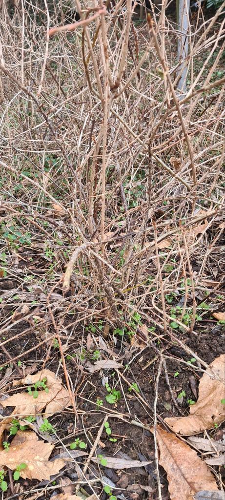 GRATIS: zwarte bessen, frambozen, krentakjes/planten, Tuin en Terras, Planten | Fruitbomen, Ophalen