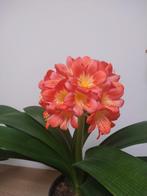 clivia, Ophalen, Volledige schaduw, Overige soorten, Minder dan 100 cm
