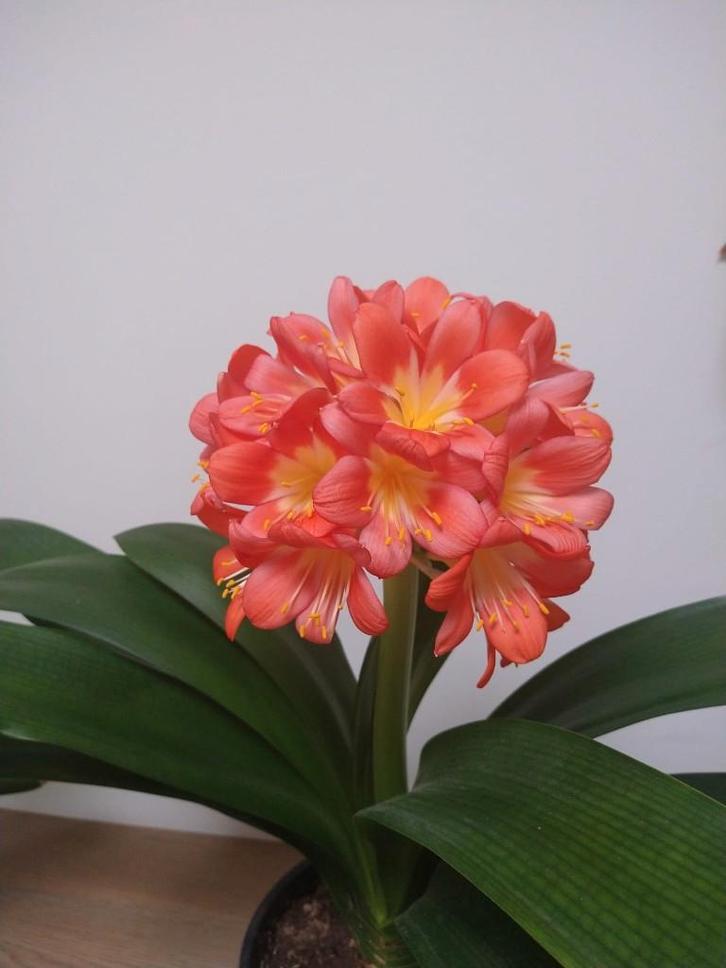 clivia, Huis en Inrichting, Kamerplanten, Overige soorten, Minder dan 100 cm, Bloeiende kamerplant, Volledige schaduw, Ophalen