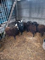 Oussant, Dieren en Toebehoren