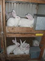 Konijnen Witte Van Dendermonde, Dieren en Toebehoren, Konijnen