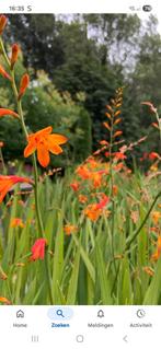 crocosmia emily mckenzie 0,10€kleine bol., Tuin en Terras, Planten | Tuinplanten, Volle zon, Vaste plant, Zomer, Ophalen