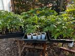 Heirloom- en zeldzame tomatenplanten (veel soorten), Eenjarig