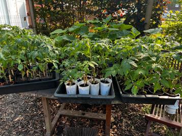 Heirloom- en zeldzame tomatenplanten (veel soorten)