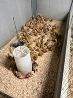 Legkippen 3 weken 3 euro, Dieren en Toebehoren