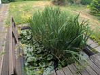 Vijver mét vijverplanten te koop, Ophalen, Vijverplanten