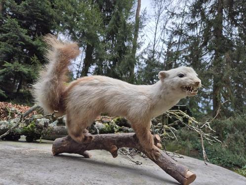 Leuke Opgezette Marter Jacht Mancave Jagen, Verzamelen, Dierenverzamelingen, Opgezet dier, Wild dier, Ophalen of Verzenden