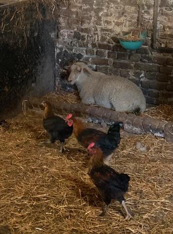 Marans haan beschikbaar voor biedingen