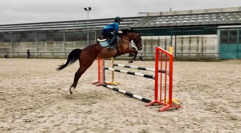 8 jarige draver ruin, Dieren en Toebehoren, Paarden, Ruin, 160 tot 165 cm, 7 tot 10 jaar, Recreatiepaard