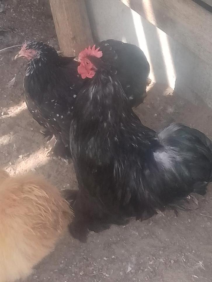 Cochin krieltjes van 2025, Dieren en Toebehoren, Pluimvee, Kip, Meerdere dieren