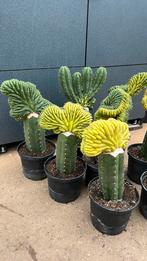 Cactus Trichocereus pachanoi, Cactus, En pot, Plante verte, Plein soleil