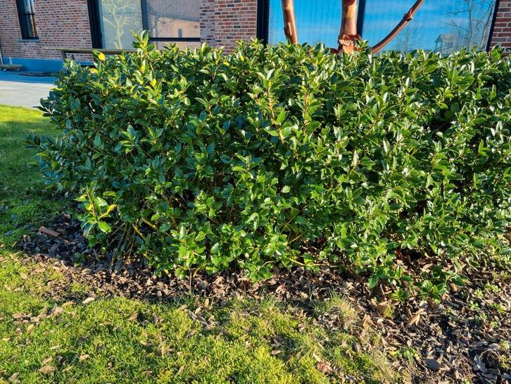 Ilex Meserveae Blue Prince Hulst, Tuin en Terras, Planten | Struiken en Hagen, Hulst, Ophalen