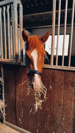 Super lieve 3 jarige merrie, Dieren en Toebehoren, Paarden, Merrie, Springpaard, Minder dan 160 cm, 3 tot 6 jaar