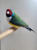 Gouldamadine wildkleur split blauw, zie beschrijving, Bagué