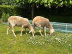 2 belgische melkschapen - 1 jaar, Dieren en Toebehoren, Schapen, Geiten en Varkens, Vrouwelijk, Schaap, 0 tot 2 jaar