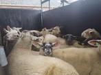 Moutons à vendre, Animaux & Accessoires, Moutons, Chèvres & Cochons, Mouton, Mâle, 0 à 2 ans