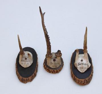 3 x antiek REE GEWEI op houten schildje - 1899/1912/1912 beschikbaar voor biedingen