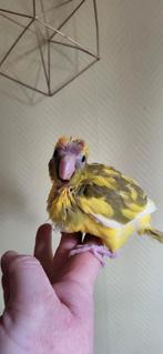 Jeune kakariki  males apprivoisé