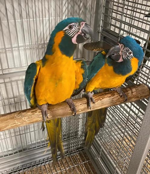 Koppel Blauwkeel Ara's met DNA en getest op alle ziektes, Dieren en Toebehoren, Vogels | Parkieten en Papegaaien, Papegaai, Meerdere dieren