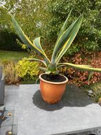 Grote agave, Vaste plant, Bloeit niet, Halfschaduw, Ophalen