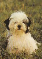 SHIH-TZU    Puppy, Ongelopen, Verzenden, Hond of Kat