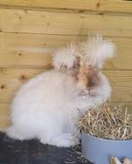 Engelse angora ram met stamboom en chip, Dieren en Toebehoren, Mannelijk, Middelgroot, 0 tot 2 jaar