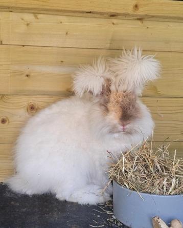 Engelse angora ram met stamboom en chip beschikbaar voor biedingen