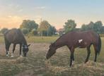 Halve stal op een unieke plek, Dieren en Toebehoren, Merrie