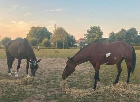 Halve stal op een unieke plek, Dieren en Toebehoren, Paarden, Merrie