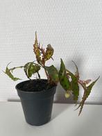 Begonia amphioxus - ook geschikt voor terrarium, Maison & Meubles, Plantes d'intérieur, Enlèvement ou Envoi