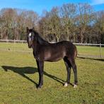 Veulen hengst, Dieren en Toebehoren, Hengst, Onbeleerd