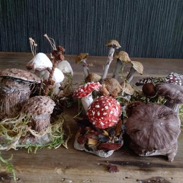 Prachtige botanische paddenstoelen.  beschikbaar voor biedingen