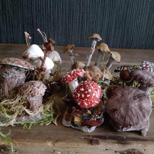 Prachtige botanische paddenstoelen., Antiek en Kunst, Curiosa en Brocante, Verzenden