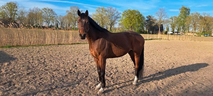 Menpaard, Dieren en Toebehoren, Paarden, Ruin, Springpaard