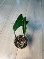 Philodendron Panduriforme, Ophalen of Verzenden