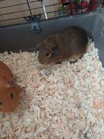 2 cavia's mannetjes te koop, Mâle, Février, Domestique, Cobaye